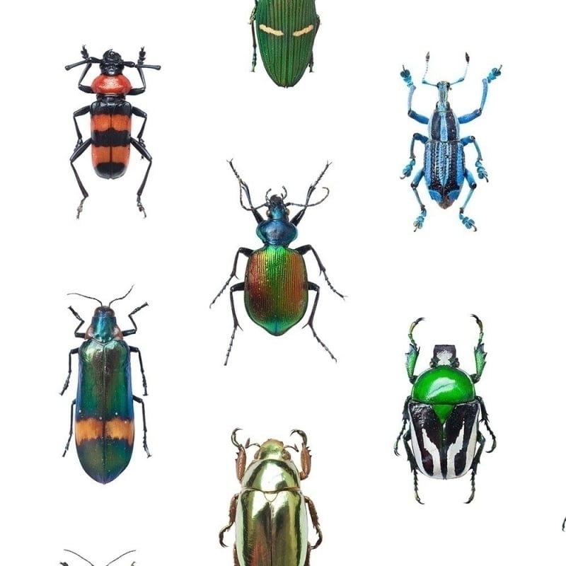 Carta da parati Coleoptera Curious Collections