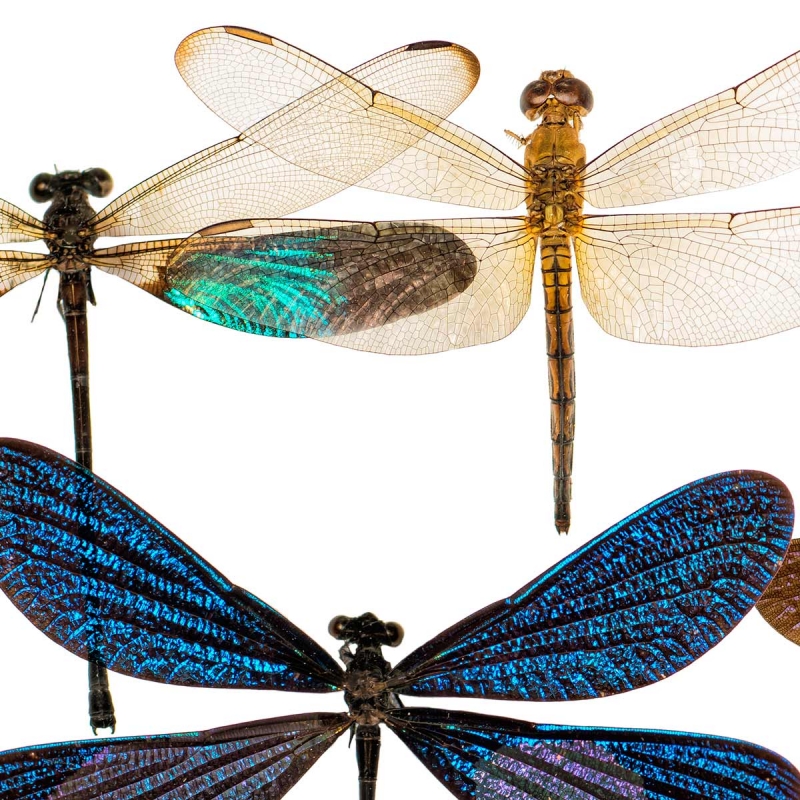 Carta da parati Libellule Curious Collections