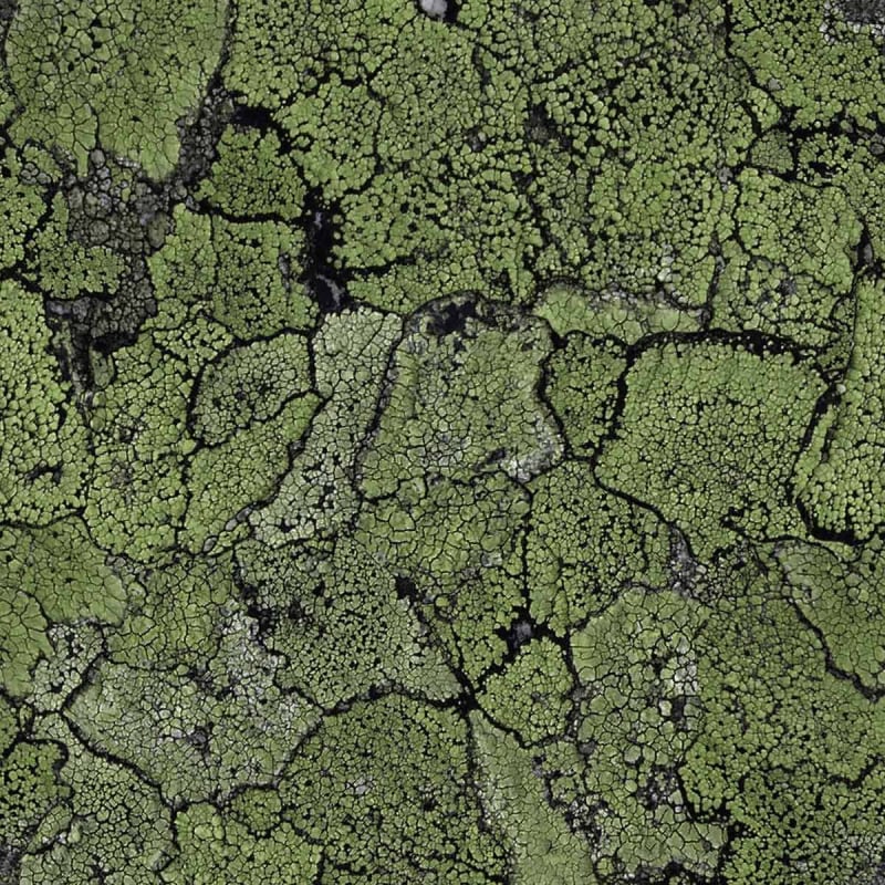 Carta da parati Liquen  Coordonné