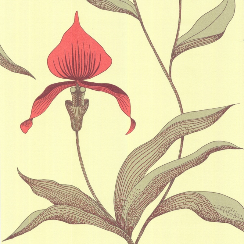 Carta da parati Orchid  Cole and Son