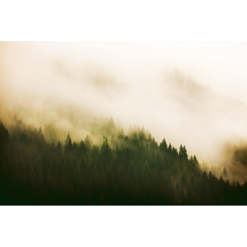 Carta da parati panoramica Into the woods Fire Forest  Coordonné