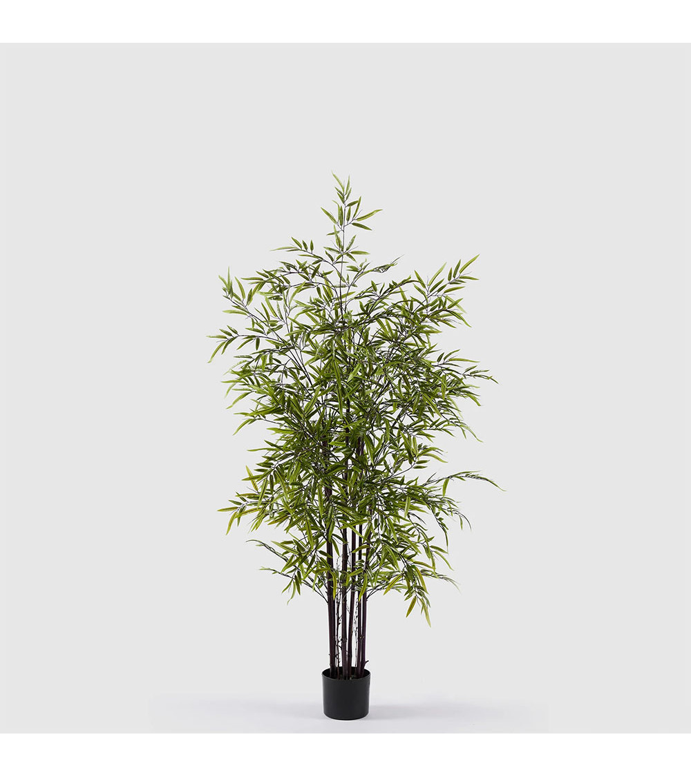 Pianta Bamboo con vaso Verde scuro