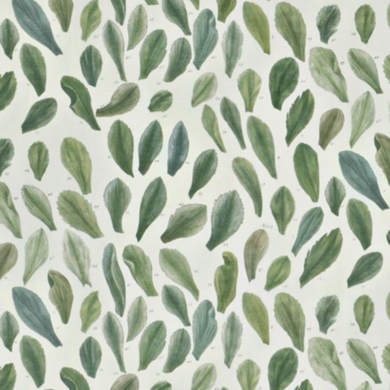 Velo Leaf Specimens  John Derian